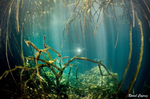 Under the mangrove by Raoul Caprez 